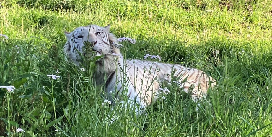 群馬県 群馬サファリパーク
